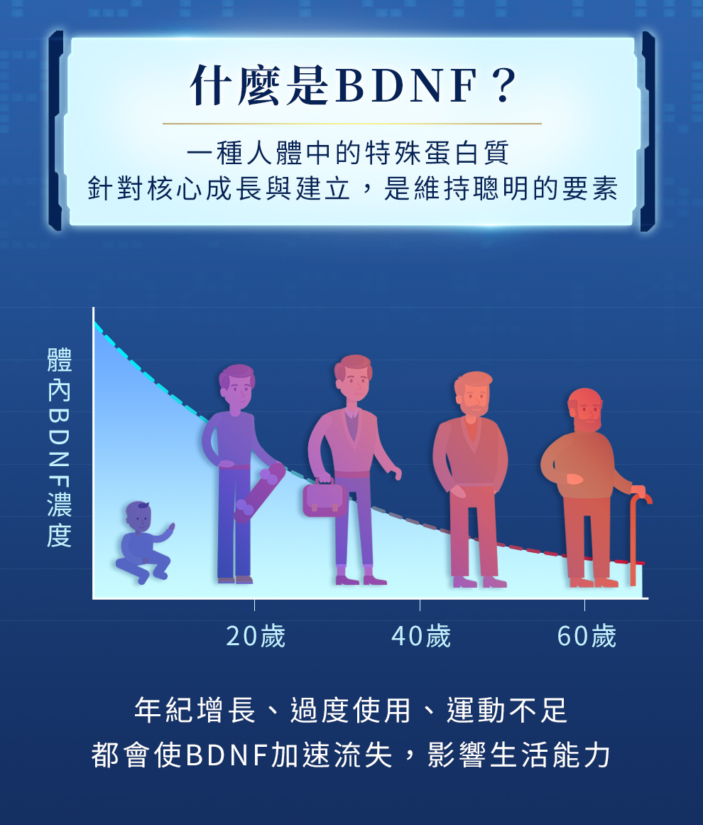 BDNF是連結腦神精元的特殊蛋白質，有助於增強記憶力、維持靈光